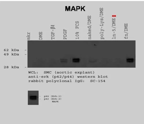 Figure 4The MAPK pathway in rVSMC is activated by different stimulition of TGF-rVSMC on fibronectin was sufficient to induce measurable increases in p44/p42 activation over 30 minutes