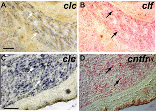 Figure 3clc bodies were applied first and stained using NBT/BCIP to reveal cells expressing applied and detected using Fast red to reveal cells expressing Double-labeling detects co-expression of and clf or clc and cntfr in individual muscle cellsDouble-la