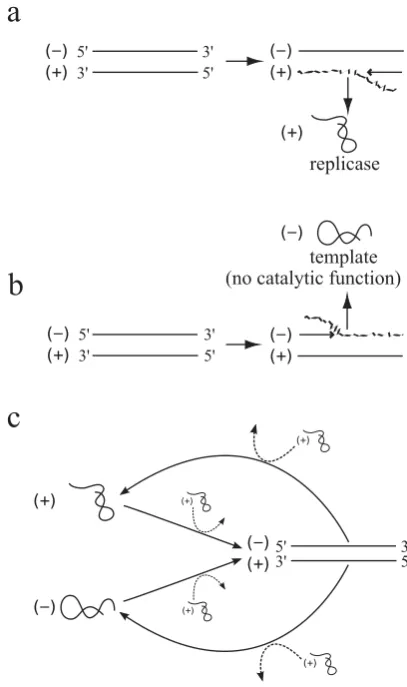 Figure 1A scheme of self-replicating RNA with strandself-replication processes. Solid arrows represent replicationreactions, where the origin of the arrows is the template andthe end point of the affows is the product of replication.Dashed arrows represent