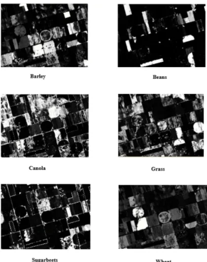 Figure 4.11: SVM Rule images produced by ENVI for each crop type shown in gray scale using a probability range from 0 to 1.