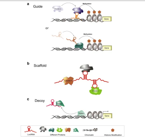 Fig. 1 Schematic illustration of possible molecular archetypes of lncRNA–protein. a lncRNA guides protein to target genomic loci or the protein acts as an adaptor for lncRNA to link lncRNA to the target gene