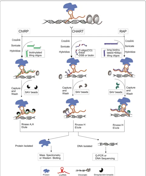 Fig. 2 Schematic representation of ChIRP, CHART and RAP to identify associated proteins and chromatin DNA