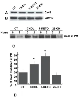 Figure 2Effect of oxysterols on Cx43 stability at the plasma membrane20 Effect of oxysterols on Cx43 stability at the plasma membrane