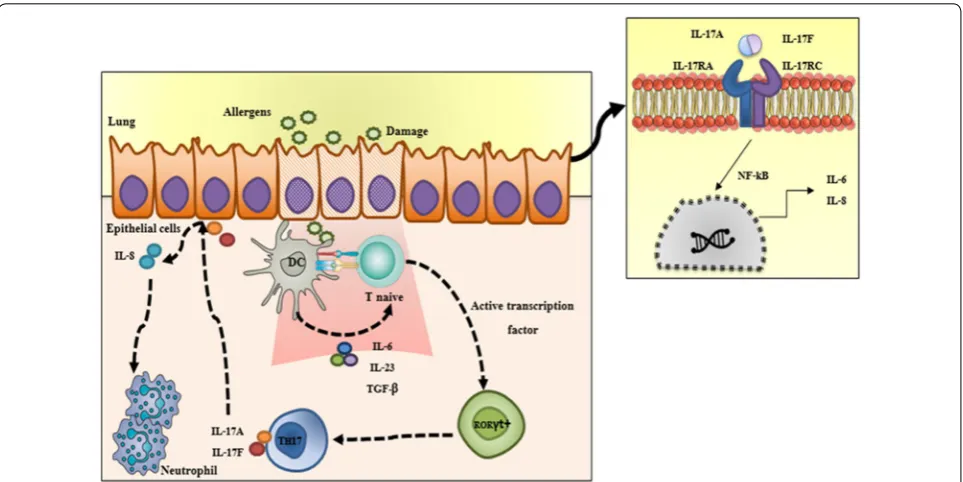 Fig. 1 The role of Th17 in non‑atopic asthma. In response to allergens and pollutants, epithelial cells produce cytokines that stimulate dendritic naïve T CD4cells (DC) priming T CD4+ cells to a pro‑inflammatory phenotype by the activation of RORyt transcr