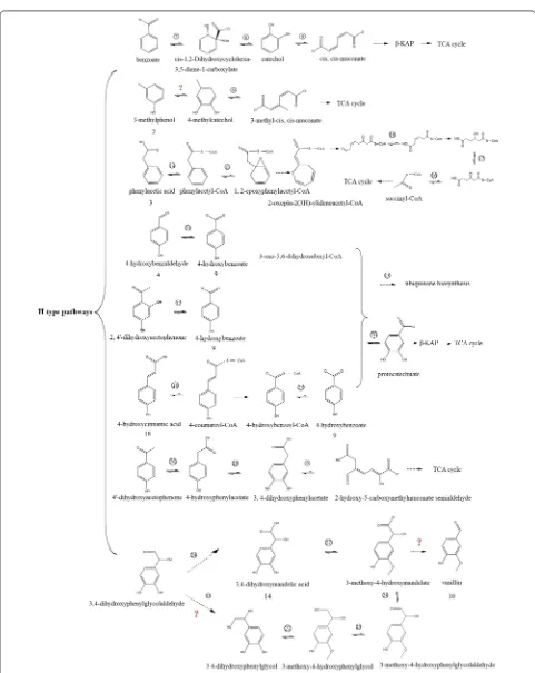 Fig. 7 Putative catabolic pathway of lignin derived monomers and catabolism genes in Comamonas serinivorans SP‑35