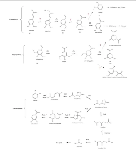 Fig. 8 Putative catabolic pathway of lignin derived monomers and catabolism genes in Comamonas serinivorans SP‑35