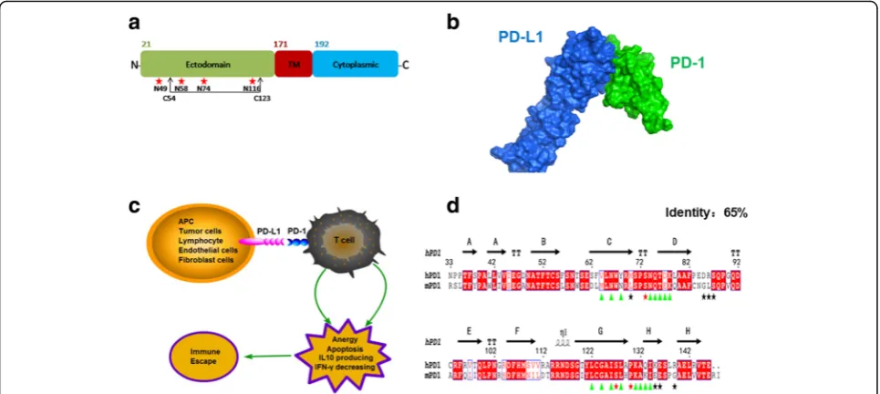 Fig. 1 The topological and functional features of human PD-1.residues were noted by red asterisk and the disulphide bond was indicated.PD-L1 complex (Green: human PD-1; Blue: human PD-L1).exhaustion