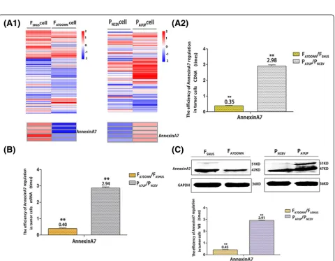 Fig. 1 Establishment of FA7DOWN/PA7UP, FSHUS/PNCEV, and F/P cells in vitro as well as corresponding transplanted tumor models in vivo