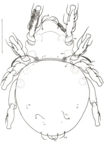 Figure 2. Allodamaeus ewingi Banks. Male hololype, dorsal, Durhan, North Carolina, U.S.A, Scale = 1DOu.