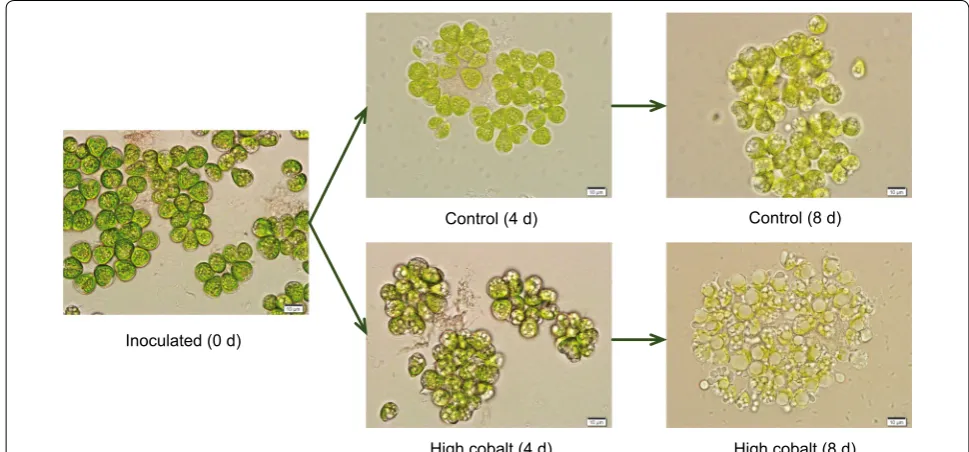 Fig. 2 Light microscopic analysis of B. braunii SAG 807-1 under cobalt enrichment treatment
