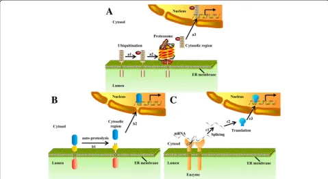 Fig. 2 ER membrane-bound proteins are translocated into the nucleus directly. (a) Nuclear translocation by RUP