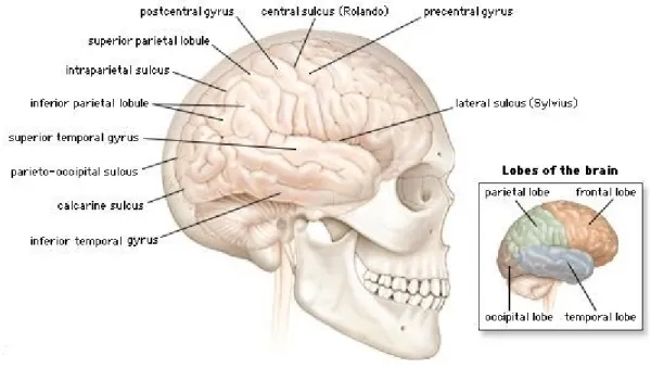 Figure 1.1 Complicated structure of human brain [1].  