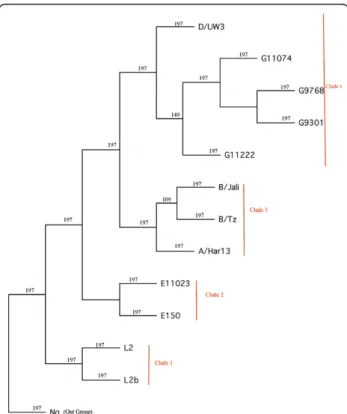 Figure 1 Phylogeny of Chlamydia trachomatis. Twelve C. trachomatis strains along with one C