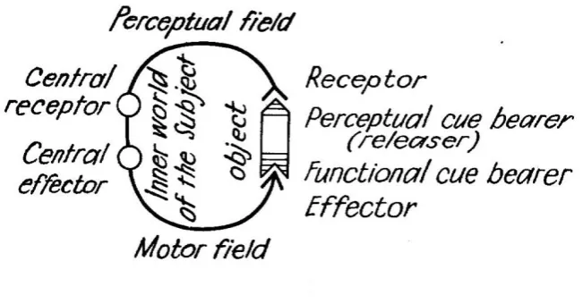Figure 7  von Uexkuell functional cycle of animal behaviour (from Eibl-Eibesfeldt) 