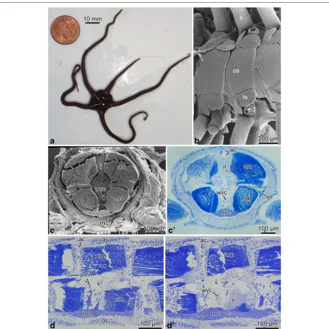 Fig. 1 Brittle star arm anatomy.intervertebral ligament;surface was imaged with a scanning electron microscope.paragsagittal sections through the arm inbecause they were removed during tissue processing