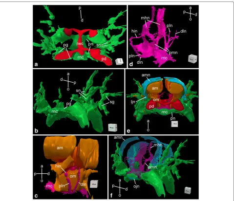 Fig. 4 Three-dimensional reconstruction of the radial nerve cord and peripheral nerves in the arm segment in A