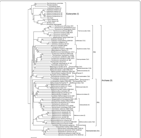 Figure 1 Phylogenic tree of archaeal and eukaryotic MBF1s. The phylogenetic tree was constructed based on the multiple alignment of theMBF1 sequences lacking the non-orthologous N-terminal domain of Archaea and Eukaryotes (residues 1-37 of TtxMBF1, Additio
