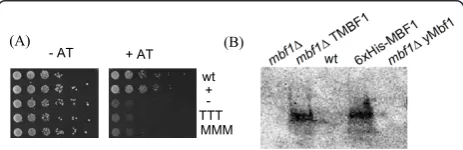 Figure 2 Functional complementation of yeast mbf1Δ byarchaeal MBF1 from T. tenax (T) and M