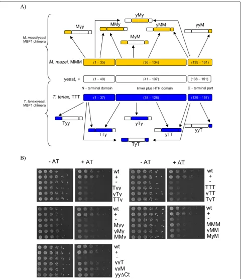 Figure 3 Schematic overview of the MBF1 from yeast, T. tenax and M. mazei, and constructed chimeric Archaea/yeast MBF1 proteins(A) Chimeric proteins were generated by the use of recombination/gap repair cloning technique and the vector pRS316 under control
