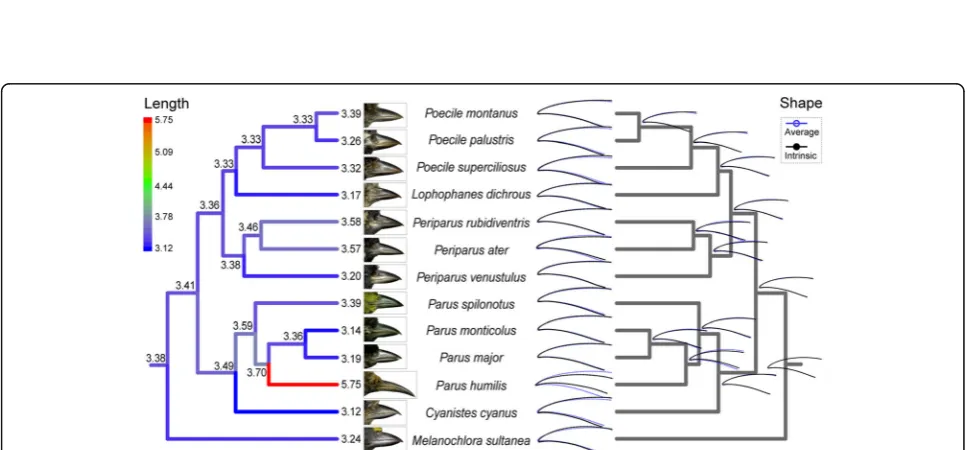 Fig. 1 Morphometric analyses for beak size and beak shape of 13 parid species.components, CV1, CV2 and CV3, cumulatively account for 61.33% of total shape variation