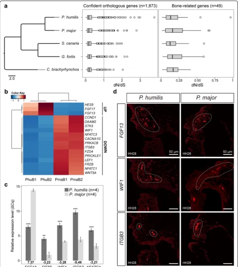 Fig. 3 Effects of changes in coding sequence and gene expression on beak morphology.are shown under the bars