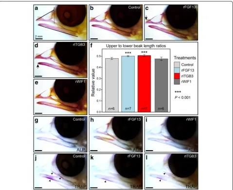 Fig. 4 Injections of recombinant proteins affected beak development in chicken embryos