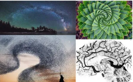 Figure 1.1: Examples of geometric structure in the natural. From top left to bottom right: a nice curve of our milki-way, a plant with spiral structure, an omega shape formed by birds, and the tree structure of our brain