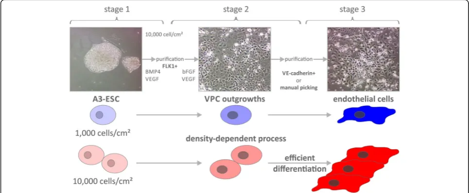 Fig. 1 Higher seeding density yields higher expression of differentiation marker FLK1 (FLK1 = VEGFR = KDR, VEGF receptor, kinase insert domainreceptor)