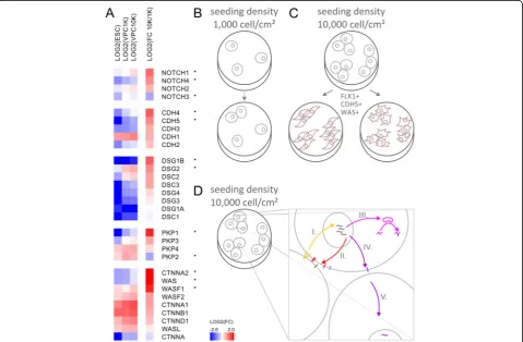 Fig. 5 Differential gene expression analysis of density-dependent differentiation identifies molecules related to cellular adhesion and vascular genesis.a Gene expression analysis of embryonic stem cells (ESCs) as well as vascular progenitor cells (VPCs) s