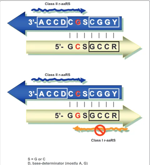 Figure 4 Ancestral acceptor arms of tRNAs with complementary second base pairs (shown in red) and putative r-aaRSs of two typesshown as wavy arrows