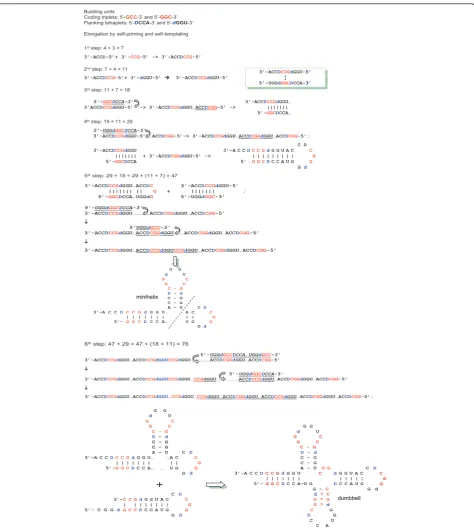 Figure 5 The model of consequent “quasi-Fibonacci” growth of tRNAs from proto-anticodon triplet and 5’ DCCA3’ quadruplet to thefinal cloverleaf-shaped molecule (see also [20]and [35]).