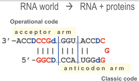 Figure 6 The 29 base-long precursor of tRNA with overlapping acceptor and anticodon domains