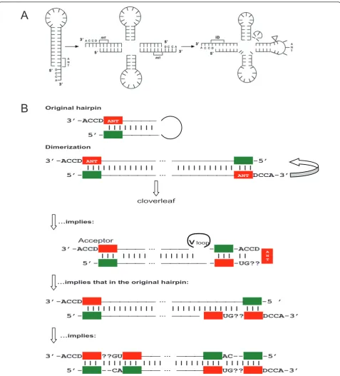 Figure 8 The Di Giulio’s model of tRNA origin by dimerization of hairpins. A: The model [51,52]