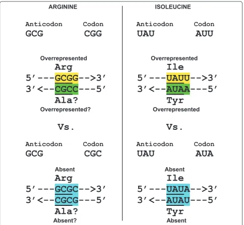 Figure 9 Comparison of overrepresented and absent coding tetraplets in Arg-, Ile- and Tyr-binding sites of“The 3 “selexed” RNA aptamers’-CGCC-5’ is questionable as a possible coding motif for putative Ala-binding site