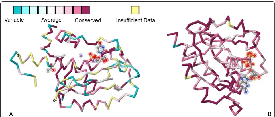 Figure 5 Three-dimensional conservation grading of ISG20 (A) and RAB30 (B)mulatta(pygmaeustruncatuscapensisThese conservation grades were based on the aligned twenty-two mammalian protein sequences from Human (Dog ((