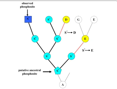 Figure 1 Reconstruction of the evolution of phosphoserines. The oldest serine residue (light blue pentagon) on the reconstructed tree isassumed to be phosphorylated, and the number of substitutions (red dotted lines) of putative phosphoserines (light blue circles) to othertypes of amino acids are counted.
