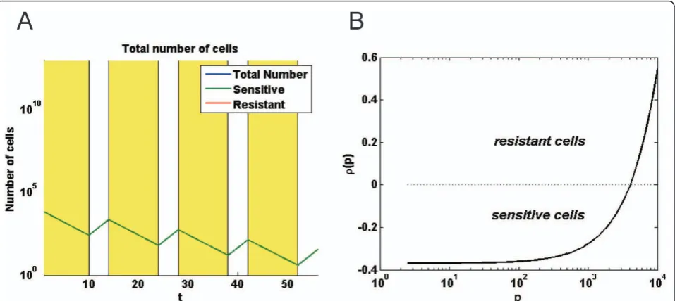 Figure 7 Growth rate of sensitive cell as a function of P-gp content. A, computer simulation giving the number of sensitive MCF-7 versustime during a chemotherapy regimen, cycling every 14 days, with 10 days of 1 μM doxorubicin treatment followed by 4 days