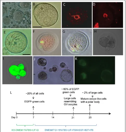 Figure 2 Characterization of mature oocytes and embryos derived from spermatogonial stem cells (SSCs) in culture