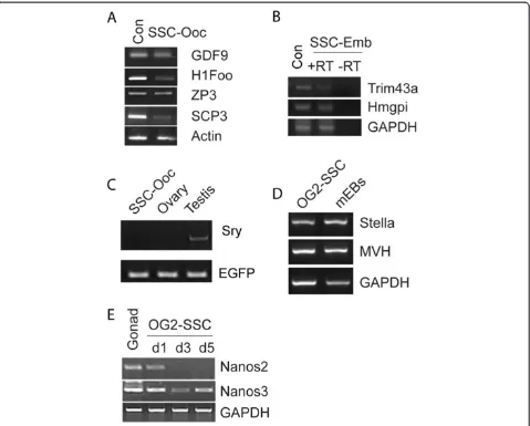Figure 3 Gene expression analysis of SSCs-derived oocyte (SSC-Oocs) and embryos derived from SSC-Oocs