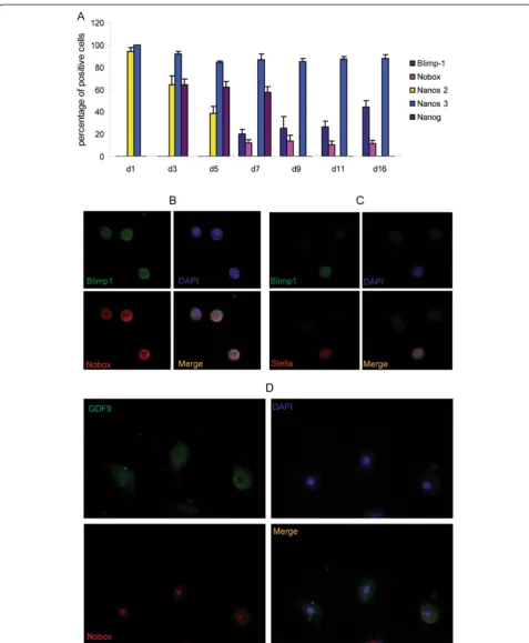 Figure 4 Examination of the markers of PGCs and oocytes by immunofluorescent staining