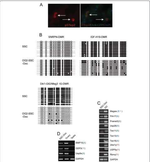 Figure 5 Analysis of Sex-specific imprint pattern and sex chromosome-linked gene activation