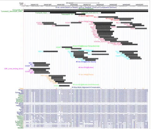 Figure 7 Part of the Sox2 Regulatory Region, analyzed using ReXSpecies. Part of the Sox2 regulatory region, displayed using the UCSCgenome browser