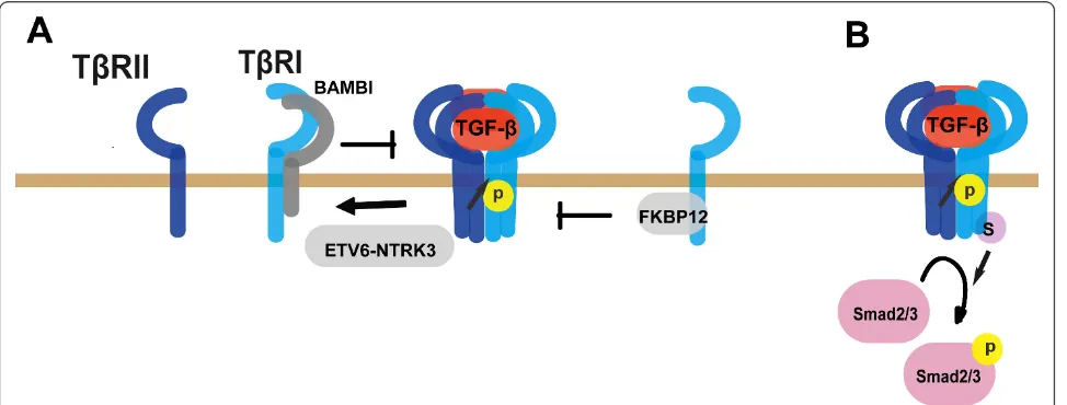 Figure 3 Various mechanisms regulate TGF-b receptor activity. (A) Regulation of TGF-b receptor activity by multiple receptor-bindingproteins
