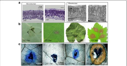 Fig. 1 Vitisleaf thickness, upper epidermis thickness, palisade tissue thickness, spongy tissue thickness, and lower epidermis thickness were not significantlydifferent betweendavidii leaf structure and symptoms of Coniella diplodiella infection