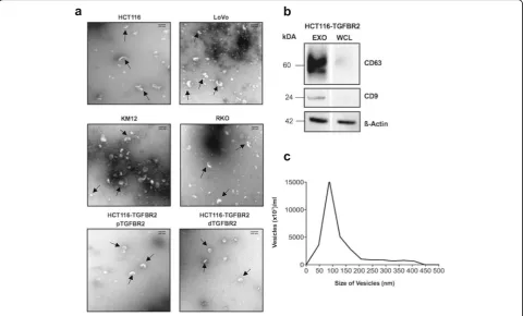 Fig. 1 Characterization of isolated exosomes. a Transmission electron microscopy (TEM) illustrates the size and shape of exosomes (indicated byarrows) isolated from different MSI colorectal cancer cell lines (HCT116, LoVo, KM12, RKO) and from the model cel