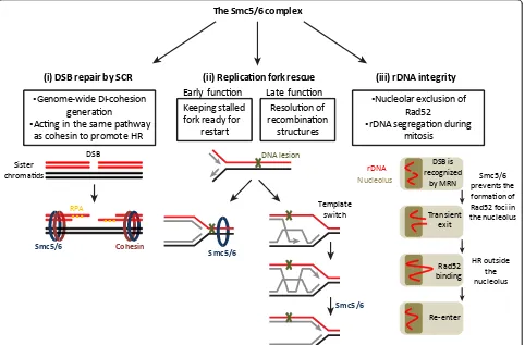 Figure 3 Functions of the Smc5/6 complex in DNA repair and rDNA maintenance. See text for details.