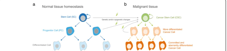 Fig. 1 Scheme of the hierarchical stem cell model in healthy and malignant tissue. a Asymmetric cell division of a stem cell (SC; depicted as darkblue cells) in normal tissue results in the generation of a daughter stem cell as well as committed and dividi