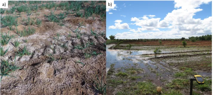Figure 1.2 Examples of a) white efflorescent salt crust and b) surface ponding (waterlogging) in the Vaalharts  irrigation scheme