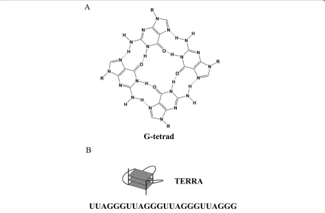 Figure 2 Structural features of human telomeric repeat containing RNA (TERRA) formed into G-quadruplex