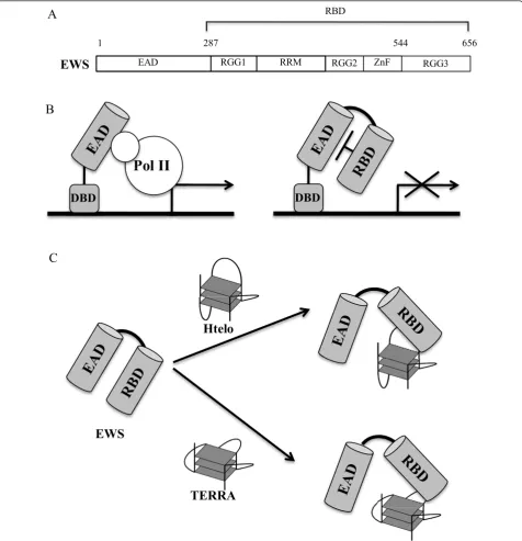 Figure 3 Transcriptional features and the G-quadruplex binding model of EWS. (A) Structural features of EWS